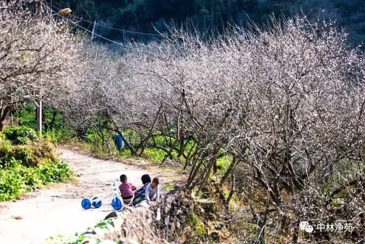 【重磅】中林净苑千亩古梅园荣获普宁市十佳自然景观网络评选第一名!