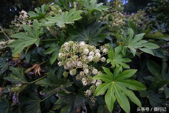 这种植物寒冬开花,叶子似手掌,您认识吗?是绿化带中的观赏植物