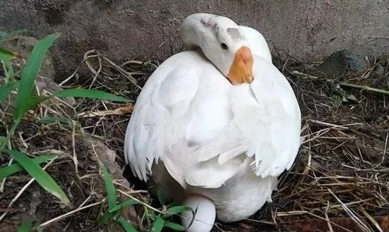 母鹅能下几年的蛋?鹅什么季节下蛋?