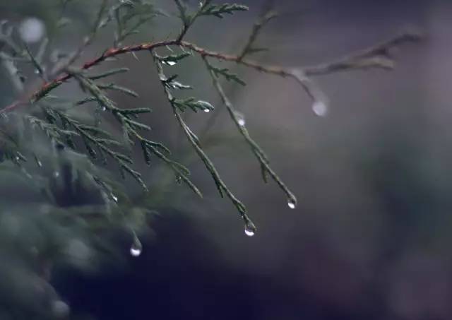 麻阳冬雨:无边萧木听孤雨.