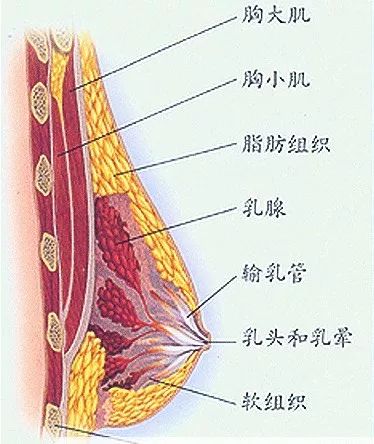 女性乳房的发育标志着女性青春期的到来,是女性第二性征的最早表现.