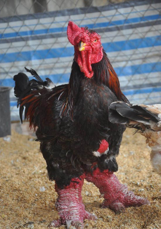 这种鸡是东涛鸡,越南独有品种,也是世界上十分稀有的品种之一!