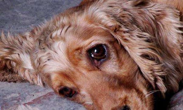 为什么有的时候狗会哭？狗狗能像人类一样流泪吗？