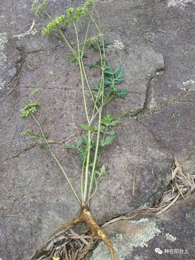 女科圣药当归有女性的家庭不妨都试着种点它绝对有大用处