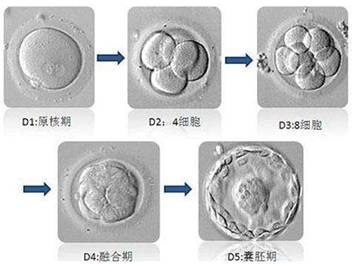 植入前胚胎各阶段的发育形态,如图1所示.