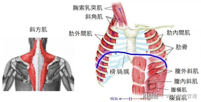 每秒钟都在做的运动,居然让你嗜睡,乏力,颈椎疼!