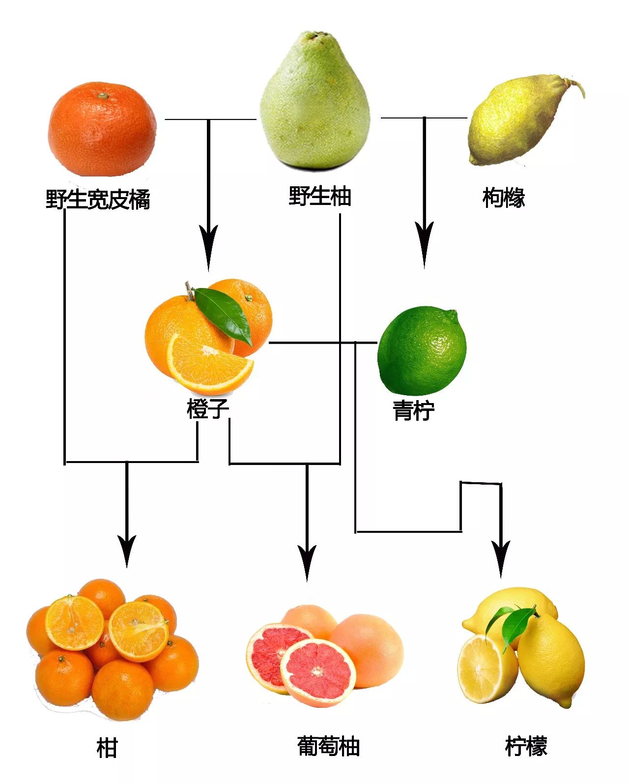 野生柚就是我们现在吃的柚子的老祖宗,宽皮橘就是我们常吃的橘子的老