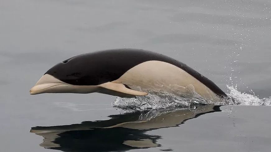 南露脊海豚