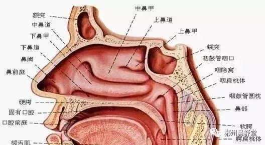 结合专利棉签准确导入到鼻腔受损的鼻粘膜部位!修复受损的鼻粘膜!