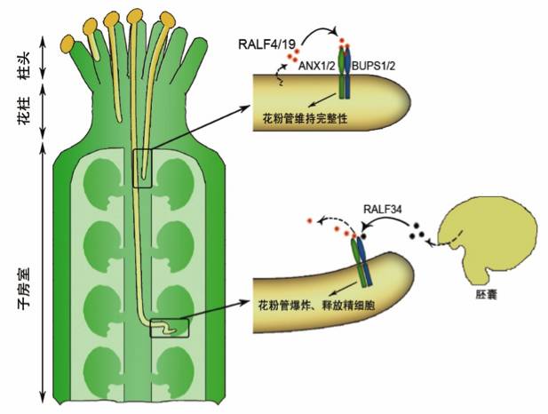 瞿礼嘉课题组在science发文揭示植物中调控花粉管细胞