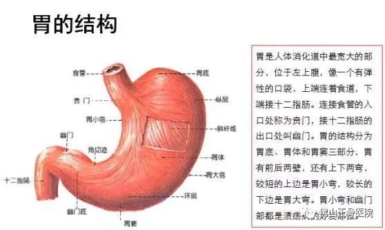 人体气管通胃吗气管进东西 是不是能到胃里