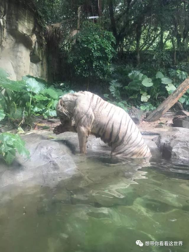 广州市番禺区野生动物旅游景区迎宾路:深圳,东莞,惠州:广深高速