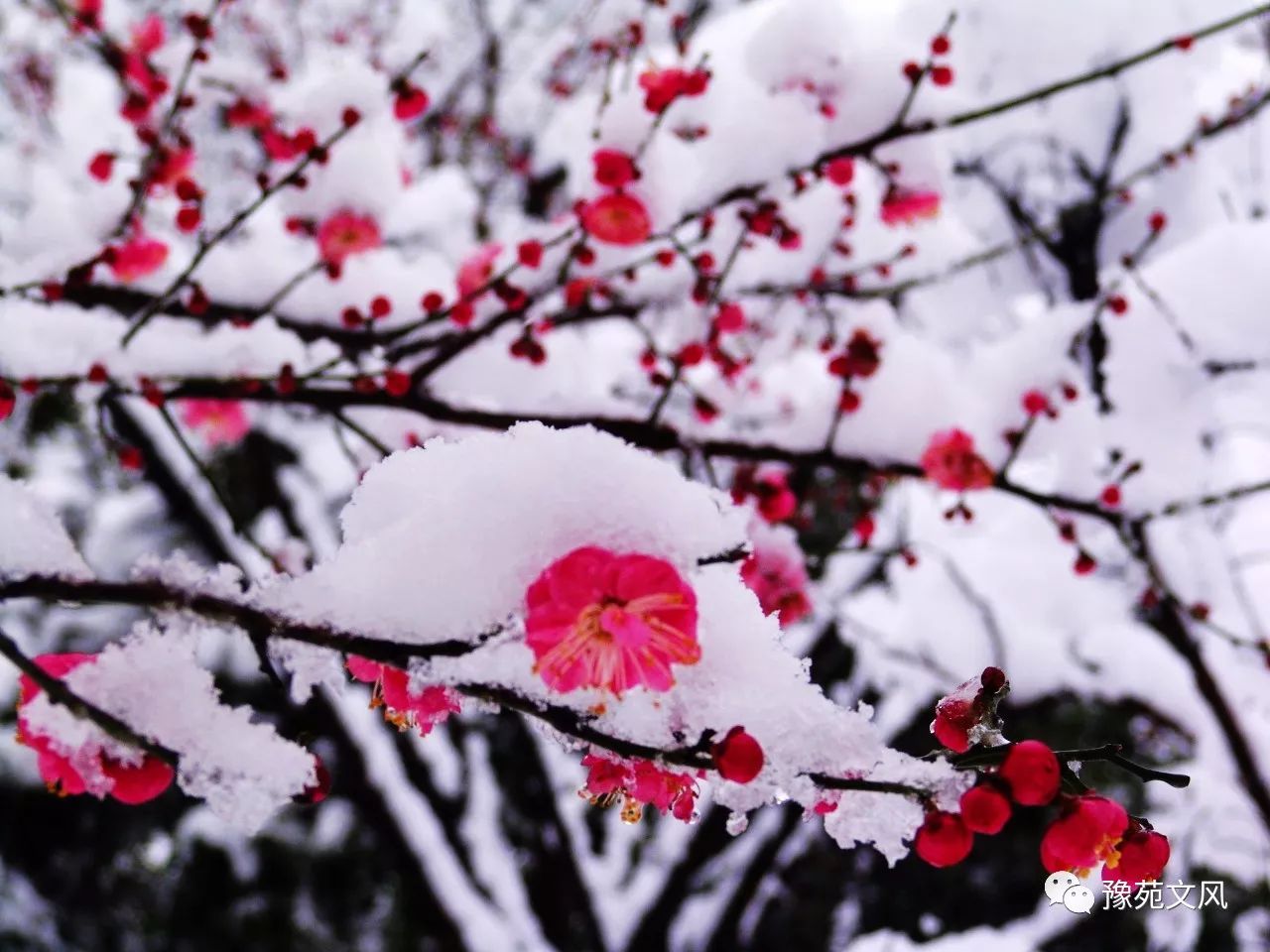 豫苑同题||《雪中梅……》(四)