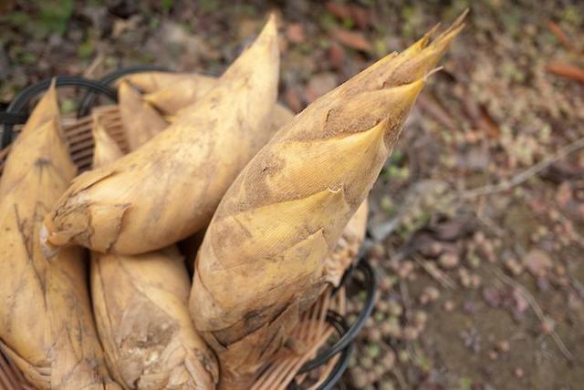 安吉冬笋湖州粽子菱湖雪饺4.湖州人每天只吃炒笋干?