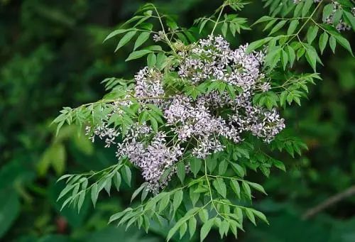 知识│王药师带你认草药苦楝