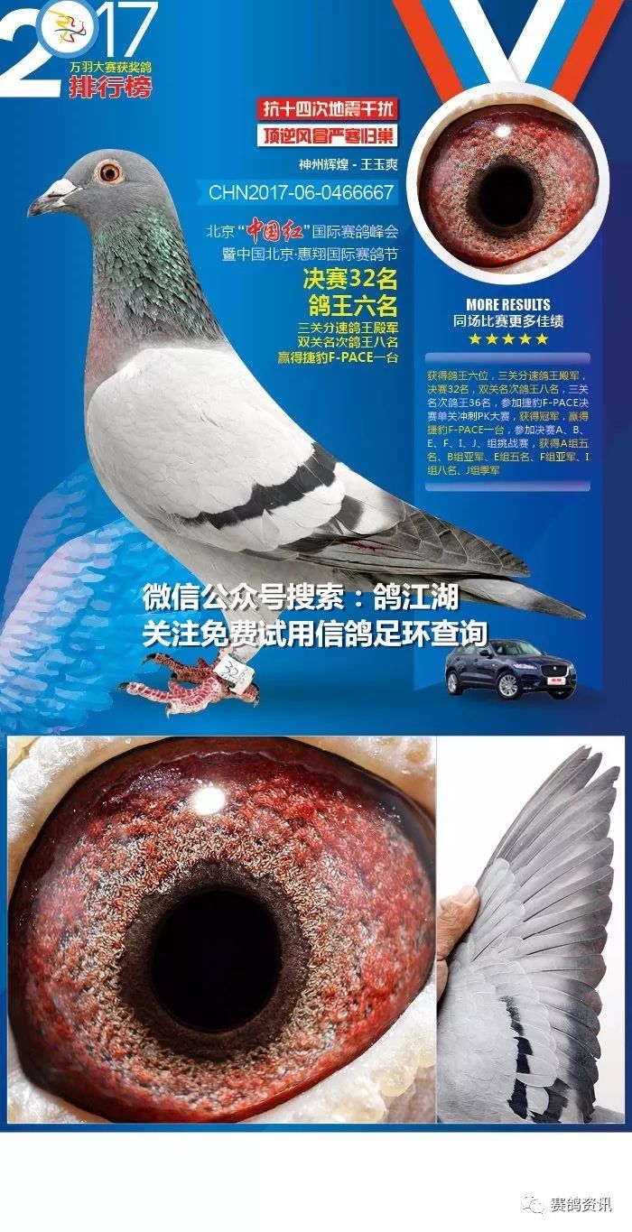 【赛鸽丨经验】北京惠翔公棚鸽王冠军竟然拍到100万!