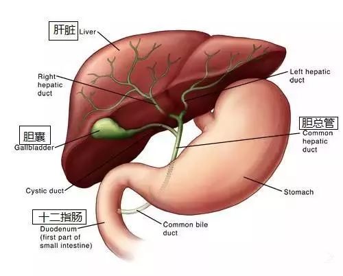 宝宝便便果冻状怎么办