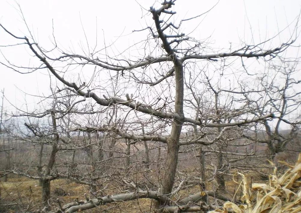 苹果树修剪技术概要!冬剪原则记住这4点