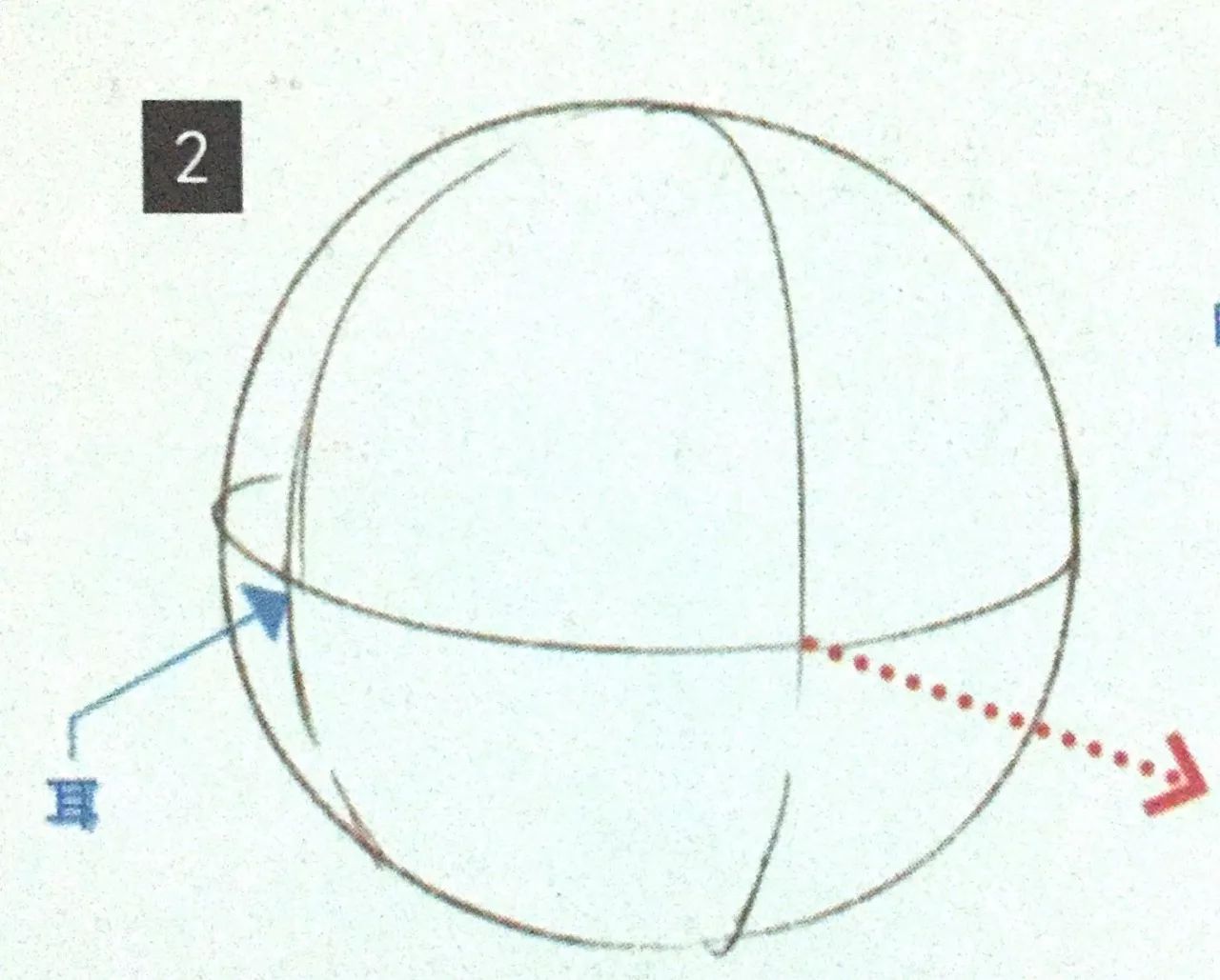 之后,在球体的2等分处画出横向的基准线.