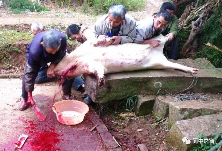 好闹热阆中人又开始杀年猪熏腊肉灌香肠了