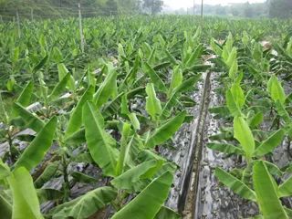 香蕉的需水特性香蕉的灌溉技术措施