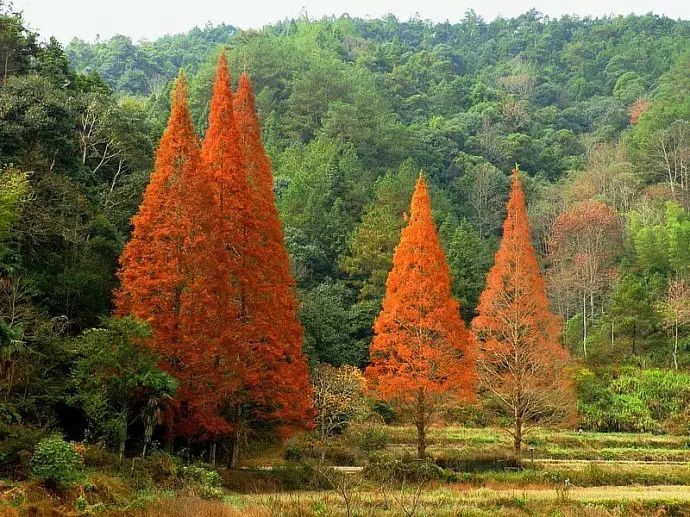 旅游 正文  满城红叶层林尽染将乐龙栖山,此时正值赏枫盛季 "北斗发现