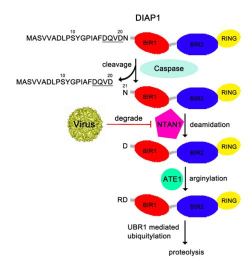 病毒感染抑制n端规则途径中的脱酰胺基过程,阻止短diap1降解,抑制细胞