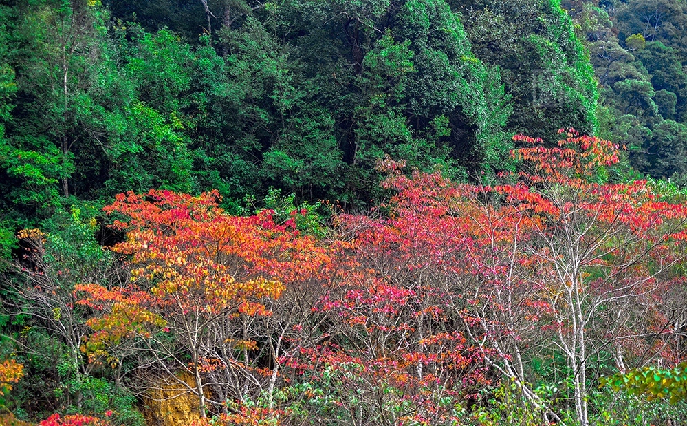 航拍德化牛母岐:漫山红遍,层林尽染!绝色美景惹人醉