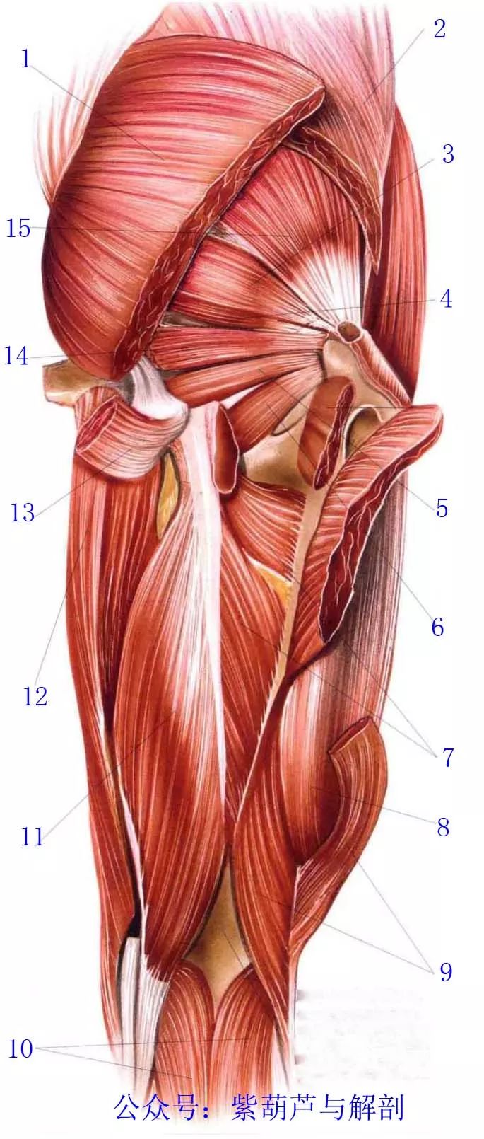 【1】臀大肌【2】臀中肌【3】梨状肌【4】上孖肌【5】股方肌【6】下