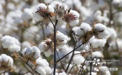 棉花品种的选择和种植管理小技巧