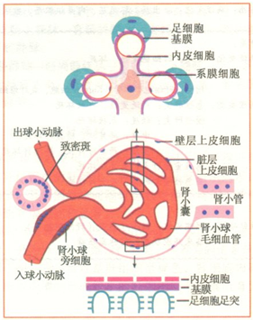 (图1-2 肾小球正常结构示意图)