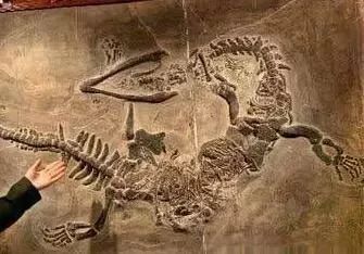 贵州省出土"新中国龙"化石,与传说中的"龙"样子基本相符