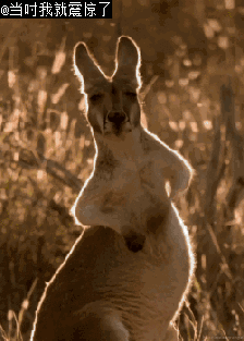 分享| 神奇动物在哪里?澳大利亚是它们的天堂!