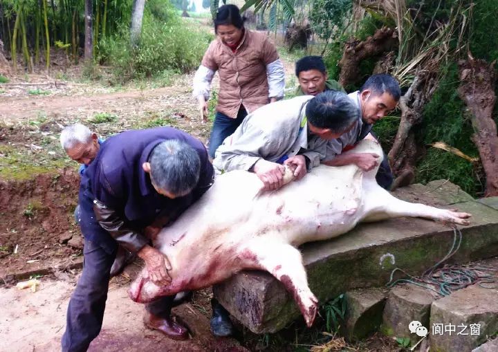 好闹热阆中人又开始杀年猪熏腊肉灌香肠了