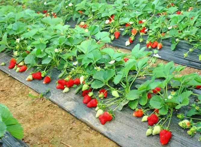 全深圳摘草莓的地方在哪里?最新最全攻略送给你