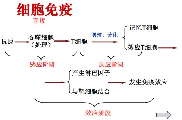 干货丨高中生物免疫调节知识总结!拿走收藏!