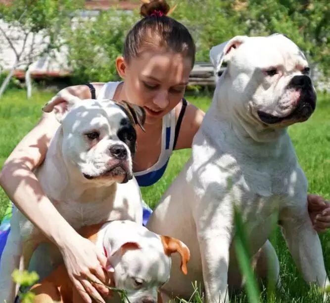 这才是男人该拥有的真正斗牛犬——美国斗牛犬