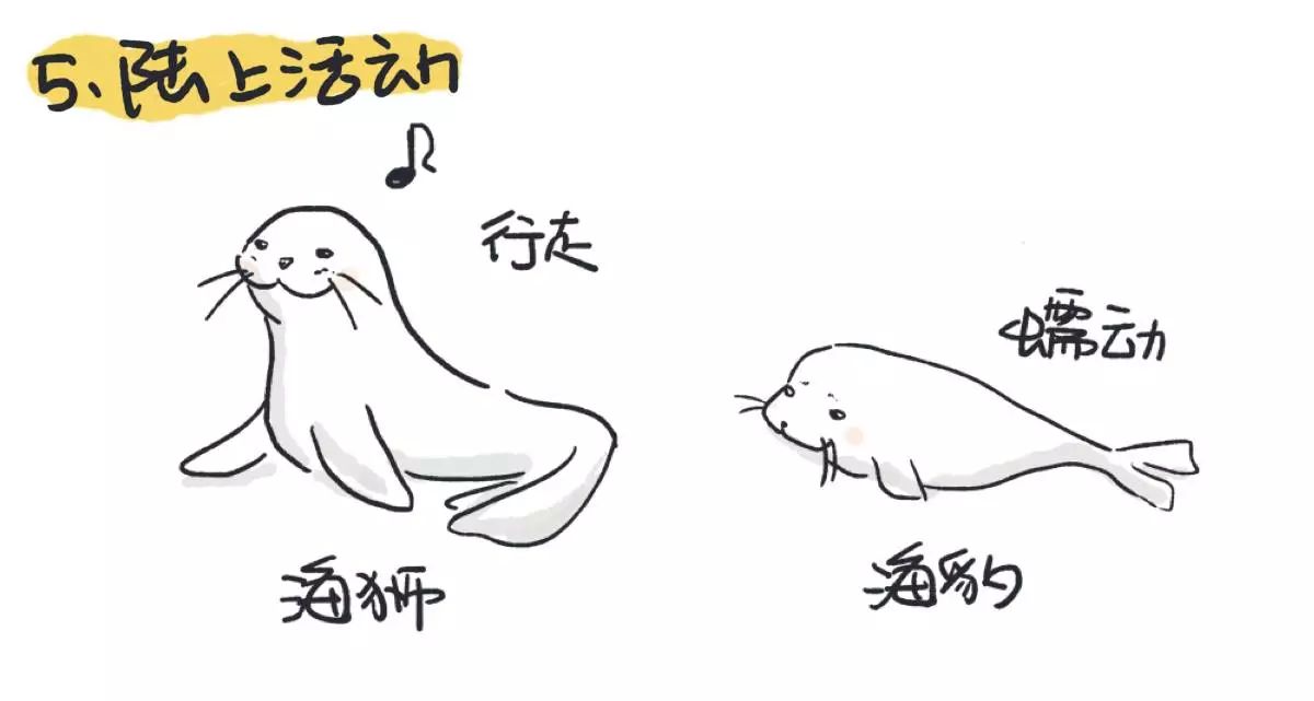 海洋科普(238)| 如何区分海豹 海狮 海狗 海象 海牛