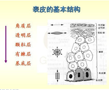 ph 值: 身体整个皮肤ph值4-9,面部皮肤 5.