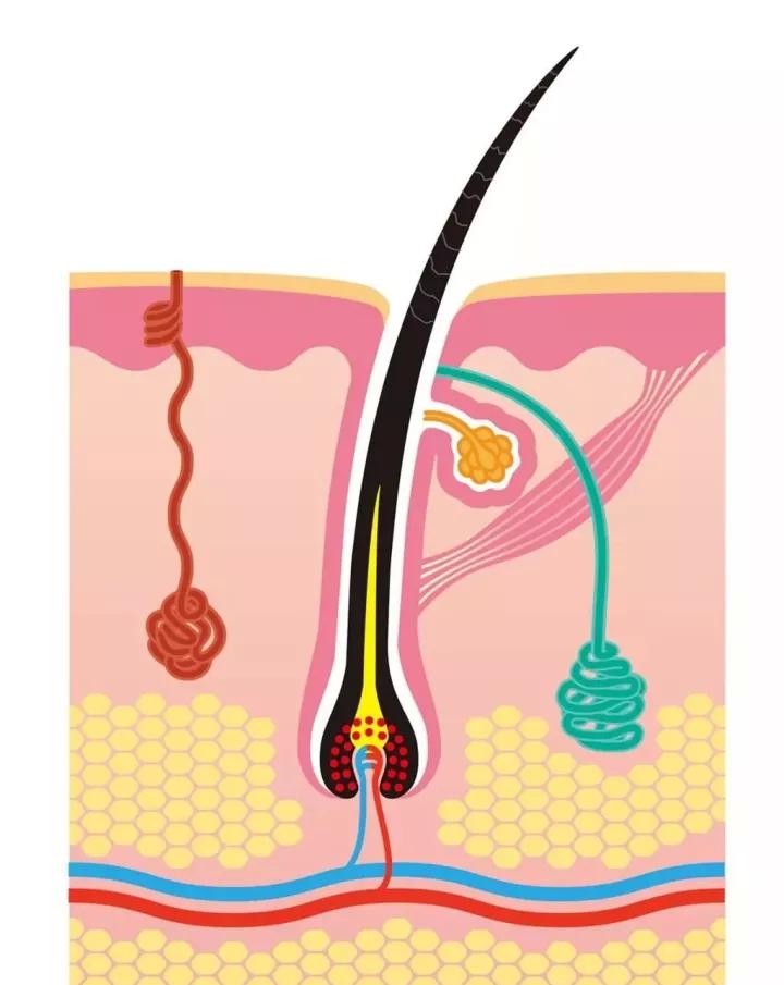 第一张图表明了毛囊和皮脂腺的分泌,毛囊负责头发生长,皮脂腺负责分泌