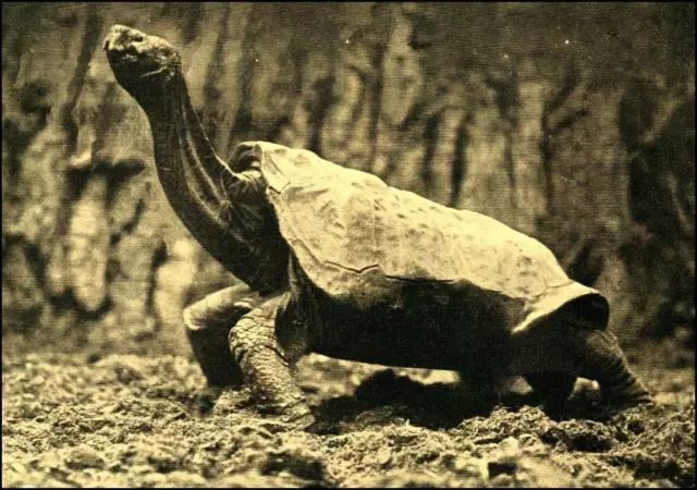 平塔岛加拉帕戈斯象龟