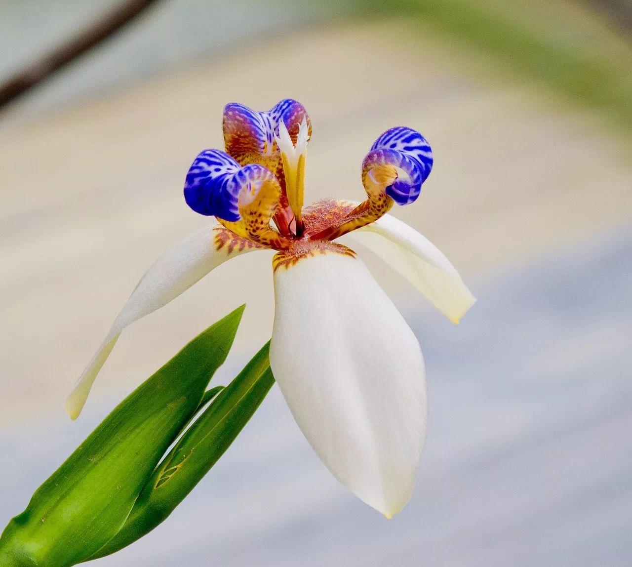 【兰花均是外星人[鸽子兰]简称鸽兰,又名鸠柱兰,圣灵兰花分布在由中