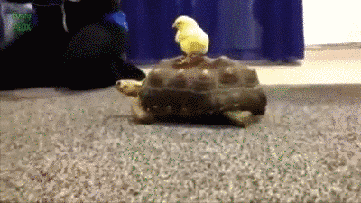 乌龟绝对是动物界的出租车!