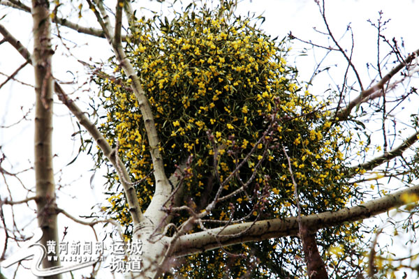 夏县:树上长了怪植物 专家说是槲寄生