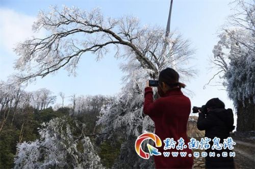 当日,台江县方召镇巫梭村昌平坳山顶的树木草藤冰雕玉钕,被冰雪银装