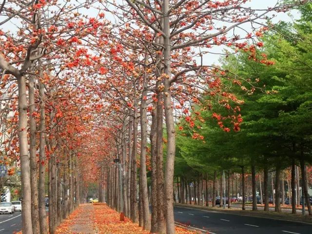 【花与生活】走进那些惊艳了时光的行道树