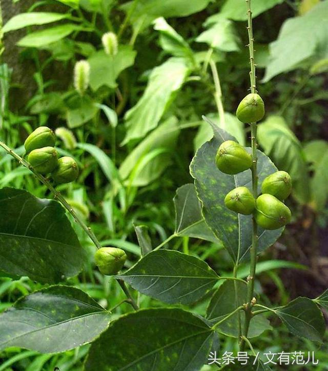 话说中药材——茯苓,枸杞和巴豆