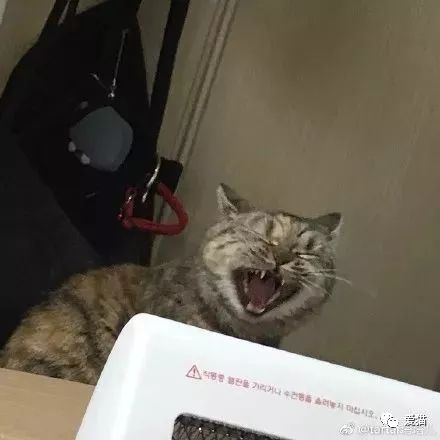 同样是猫，丑起来也是各有千秋啊~