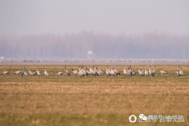 10万只候鸟齐聚东明黄河滩越冬 千只珍稀鸟类也在其中