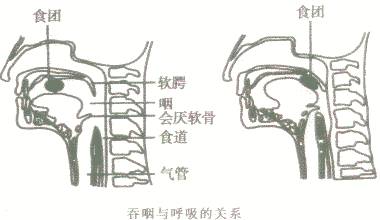 有的人边吃饭边说笑,在吞咽时会厌软骨来不及盖下,食物进入气管,就会